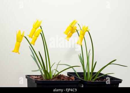Narcissus Cyclamineus (Alpenveilchen blühenden Narzissen) ist eine Pflanzenart in der Familie Amaryllisgewächse Blüte, Stockfoto
