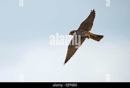 Eurasische Hobby-Falco Subbuteo im Flug auf Fütterung gefangen Libelle.  Frühling. UK Stockfoto