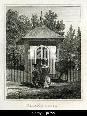 Strauß-Haus, Regents Park Zoological Gardens, London. Ab 1835 print. Stockfoto