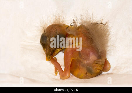 Ein paar Tage alten gefallen Babyvogel, Österreich Stockfoto