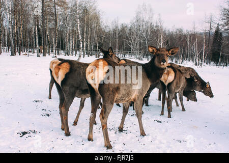 Kälber, junge braune Rothirsch und Mutter im winter Stockfoto