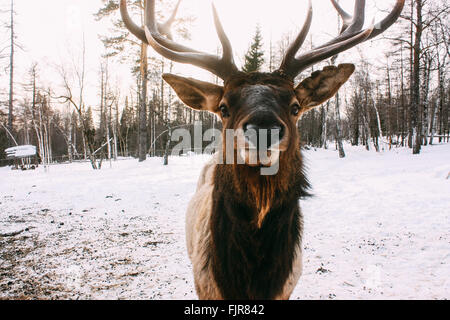 Porträt von Royal Red Deer Buck mit Geweih Stockfoto