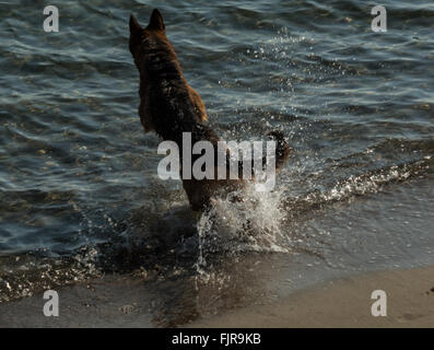 Deutscher Schäferhund springt in das Wasser Stockfoto