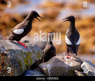 2. August 2015 - Insel Vigur Insel, Westfjorde, Island - ein Trio von Black Guillemot (Cepphus Grylle) Seevögeln auf dem felsigen Ufer Vigur in Isafjördur Bay, Westfjorde, Island. Heimat für viele Arten bemerkte Vigur für Vogelbeobachtungen und Tourismus ist ein wachsender Sektor der Wirtschaft mit Island immer ein beliebtes Touristenziel geworden. (Kredit-Bild: © Arnold Drapkin über ZUMA Draht) Stockfoto