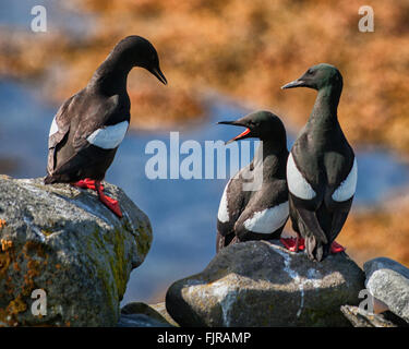 2. August 2015 - Insel Vigur Insel, Westfjorde, Island - ein Trio von Black Guillemot (Cepphus Grylle) Seevögeln auf dem felsigen Ufer Vigur in Isafjördur Bay, Westfjorde, Island. Heimat für viele Arten bemerkte Vigur für Vogelbeobachtungen und Tourismus ist ein wachsender Sektor der Wirtschaft mit Island immer ein beliebtes Touristenziel geworden. (Kredit-Bild: © Arnold Drapkin über ZUMA Draht) Stockfoto