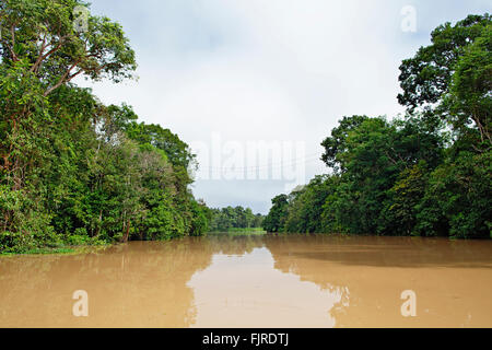 Gewand Brücke für Orang-Utans und Nasenaffen am Kinabatangan Fluss, Borneo, Malaysia. Stockfoto