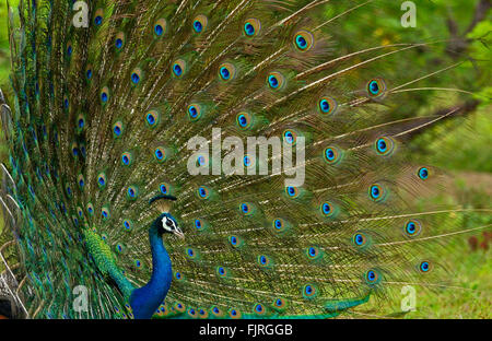 Paarung Display oder Tanz von einem männlichen indischen Pfauen (Pavo Cristatus) im Dschungel von Yala Nationalpark in Sri Lanka Stockfoto