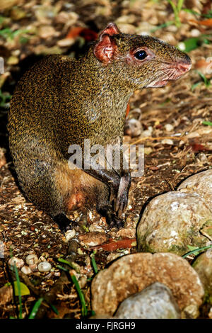 Gemeinsamen Agouti-Mexiko Stockfoto