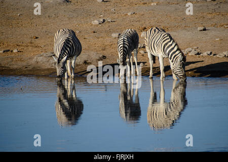 Zebras im Etoscha Stockfoto