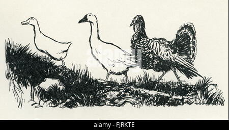 Henny Penny, englische Märchen. Die Ente, Gans und der Türkei nach dem Fuchs. Illustration von Arthur Rackham (1867-1939) Stockfoto