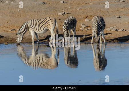 Zebra an der Wasserstelle Stockfoto