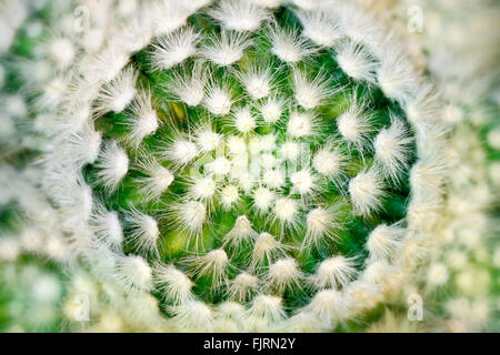 Pflanzen und Bäume: Kaktus Nahaufnahme, abstrakte Blumenmuster Stockfoto