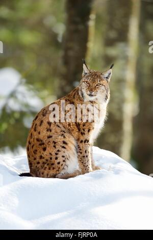 Eurasischer Luchs, nördlichen Luchs (Lynx Lynx) sitzen im Schnee, im freien Tiergehege, in Gefangenschaft, Nationalpark Bayerischer Wald Stockfoto