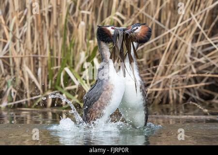 Haubentaucher (Podiceps Cristatus), Zuchtpaar, paar, die Durchführung der Pinguin-Tanz und eine gegenseitige Präsentation der Paarung Stockfoto