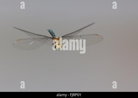 Fliegende Migrant Hawker (Aeshna Mixta), Hessen, Deutschland Stockfoto