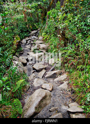 Trekking-Pfad auf der Seite des Mount Kinabalu, der höchste Berg von Borneo. Stockfoto