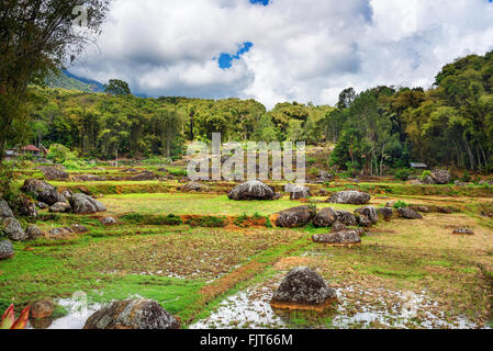 Grüne Reisfelder in Tana Toraja. Süd-Sulawesi, Indonesien Stockfoto