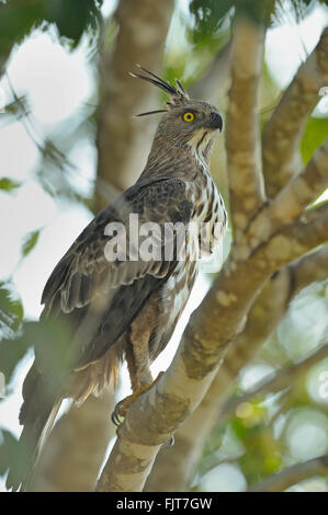 Veränderbare Falke-Adler oder crested Falke-Adler (Nisaetus Cirrhatus) auf einem Ast in Yala Nationalpark in Sri Lanka Stockfoto