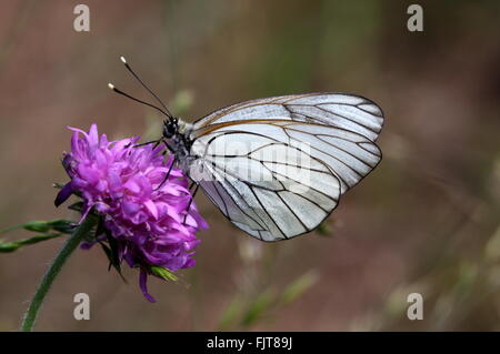 Schwarz geäderten weißer Schmetterling (Aporia Crataegi) Stockfoto