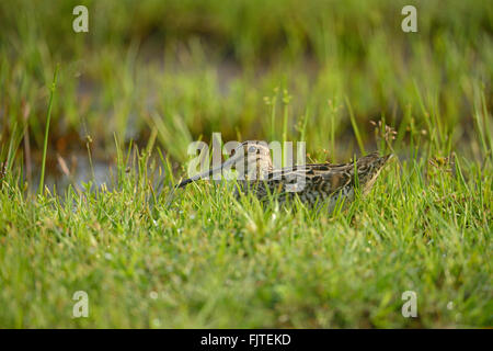 PIN-tailed Schnepfe oder Pintail Snipe (Gallinago Stenura), ein waten Vogel in einem Patch nassen grünen Gras in einem Feuchtgebiet im Wilpattu nat Stockfoto