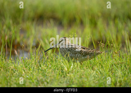 PIN-tailed Schnepfe oder Pintail Snipe (Gallinago Stenura), ein waten Vogel in einem Patch nassen grünen Gras in einem Feuchtgebiet im Wilpattu nat Stockfoto