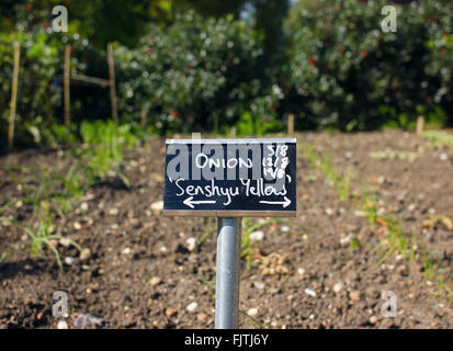 Frühlingszwiebeln im Gemüsegarten wachsen Stockfoto