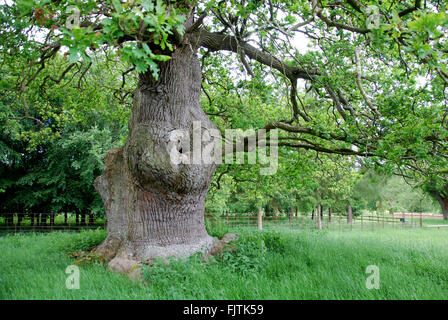 große Eiche, Oxford United Kingdom Stockfoto