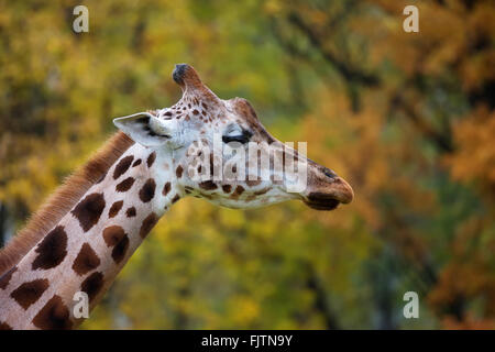 Giraffe, ein Porträt in der Wildnis Stockfoto