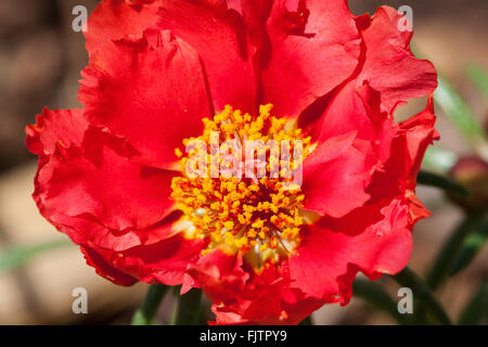 PORTULACA Grandiflora in einem Florida-Garten Stockfoto