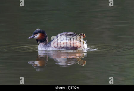 Haubentaucher auf See erstreckt sich seine Schwimmfuß. Stockfoto