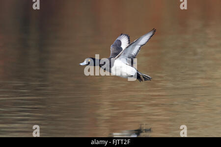 Männliche Reiherenten über einen See fliegen. Stockfoto