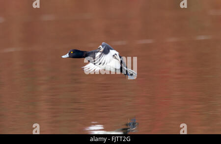 Männliche Reiherenten Landung auf einem See. Stockfoto