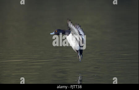 Männliche Reiherenten Landung auf einem See. Stockfoto