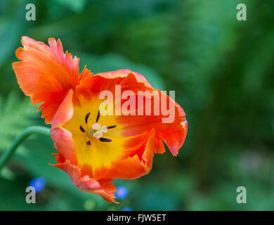 Detail der blühenden Tulpen auf einem grünen Hintergrund, der Hintergrund jedoch unscharf Stockfoto