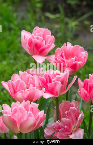 Detail der blühenden Tulpen auf einem grünen Hintergrund, der Hintergrund jedoch unscharf Stockfoto