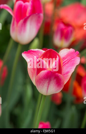 Detail der blühenden Tulpen auf einem grünen Hintergrund, der Hintergrund jedoch unscharf Stockfoto