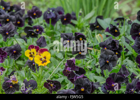 Detail der blühenden Tulpen auf einem grünen Hintergrund, der Hintergrund jedoch unscharf Stockfoto