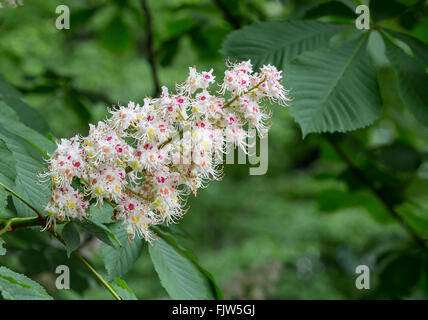 gemeinsamen Rosskastanie (Aesculus Hippocastanum), Zweig, Frühjahr blühen Stockfoto