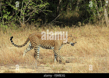 Sri Lankan Leoparden (Panthera Pardus Kotiya) Wandern in Grass, Yala, Sri Lanka Stockfoto