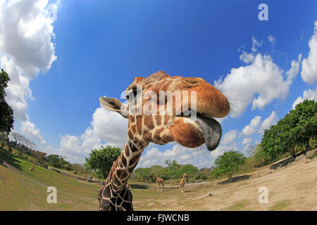 Retikuliert Giraffe, Erwachsene Porträt, Afrika / (Giraffa Plancius Reticulata) Stockfoto