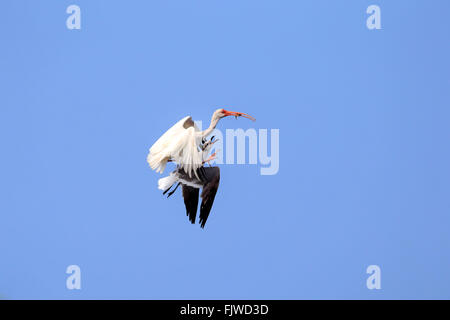 American White Ibis Erwachsenen fliegen mit Beute angegriffen von Seagull, Sanibel Island, Florida, USA, Nordamerika / (Eudocimus Albus) Stockfoto