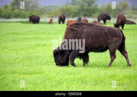 Holz-Bison, Erwachsener, Fütterung, Alaska Wildlife Gespräch Center, Anchorage, Alaska, USA, Nordamerika / (Bison Bison Athabascae) Stockfoto