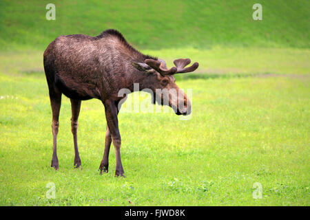 Elch, Männchen, Alaska Wildlife Gespräch Center, Anchorage, Alaska, USA, Nordamerika / (Alces Alces) Stockfoto