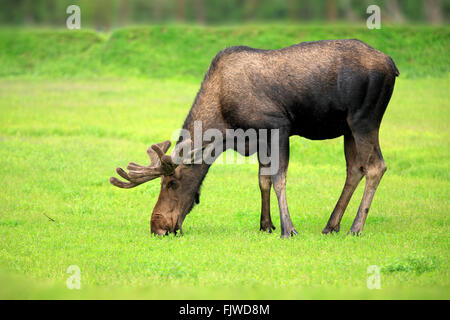 Elch, Männchen füttern, Alaska Wildlife Gespräch Center, Anchorage, Alaska, USA, Nordamerika / (Alces Alces) Stockfoto