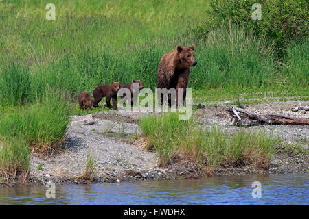 Grizzly Bär Mutter mit Youngs, Brookes River, Katmai Nationalpark, Alaska, USA, Nordamerika / (Ursus Arctos Horribilis) Stockfoto