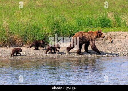 Grizzly Bär Mutter mit Youngs, Brookes River, Katmai Nationalpark, Alaska, USA, Nordamerika / (Ursus Arctos Horribilis) Stockfoto