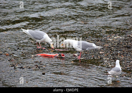 Westliche Möve, Gruppe von Erwachsenen in Brookes Fluss Katmai Nationalpark, Alaska, USA, Nordamerika / (Larus Occidentalis) Stockfoto