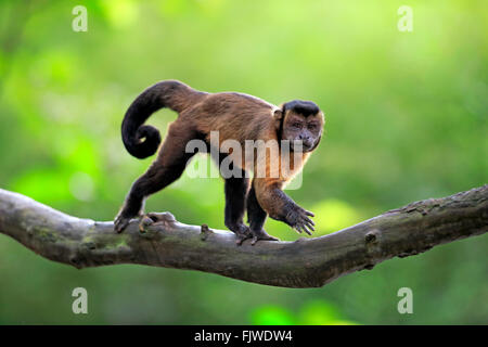 Brauner Kapuziner, getuftet Kapuziner, schwarz-capped Kapuziner / (Cebus Apella) Stockfoto