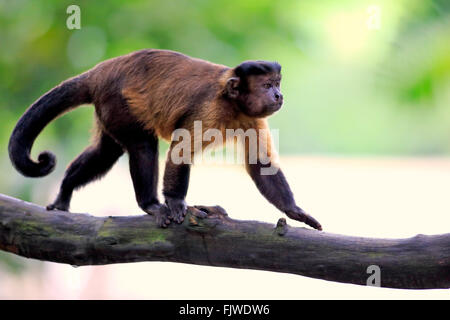Brauner Kapuziner, getuftet Kapuziner, schwarz-capped Kapuziner / (Cebus Apella) Stockfoto