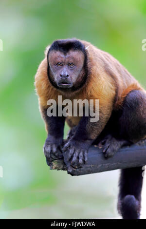 Brauner Kapuziner, getuftet Kapuziner, schwarz-capped Kapuziner / (Cebus Apella) Stockfoto
